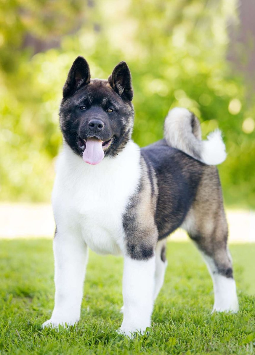 Собака американская Акита