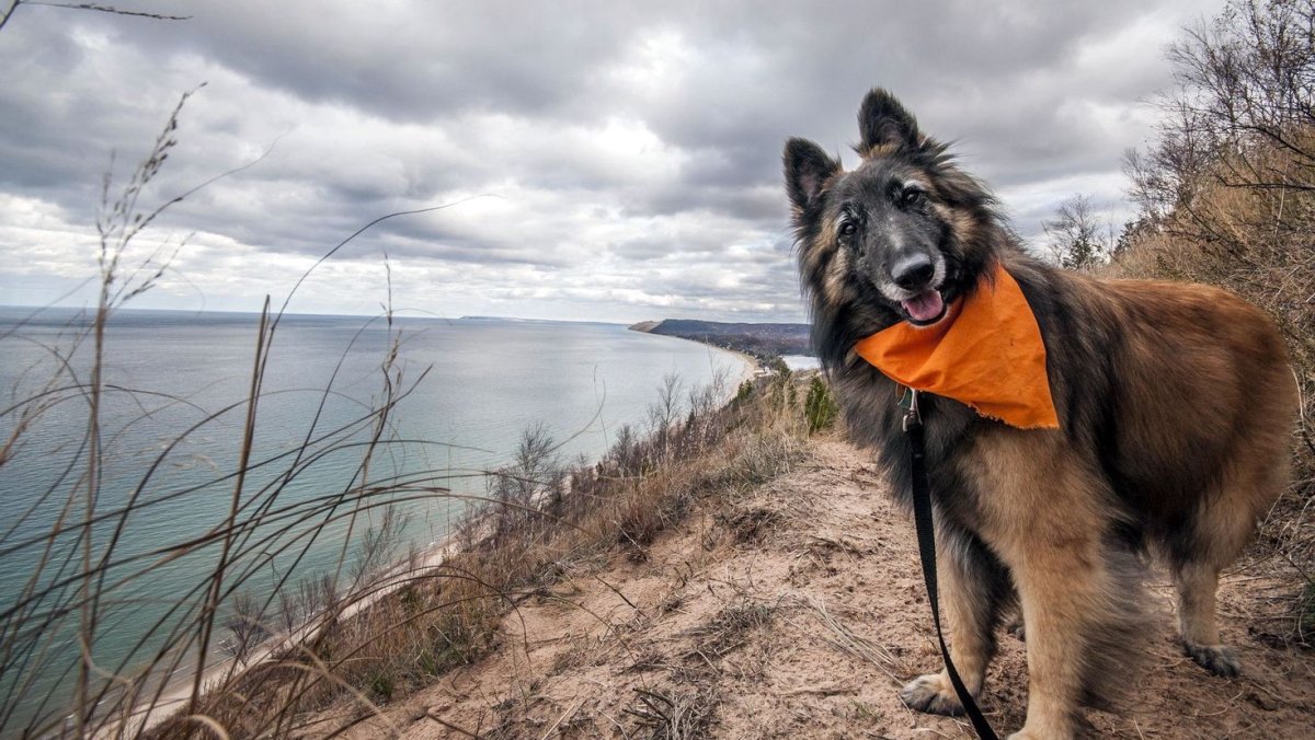 Бельгийская овчарка маламут