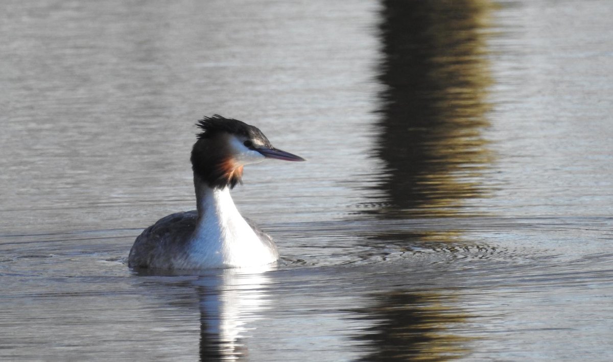 Водоплавающие птицы Ленинградской области