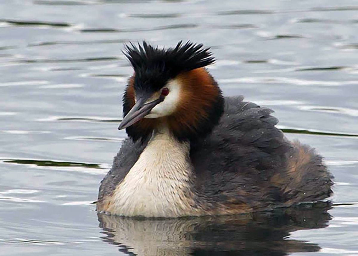 Чомга птица