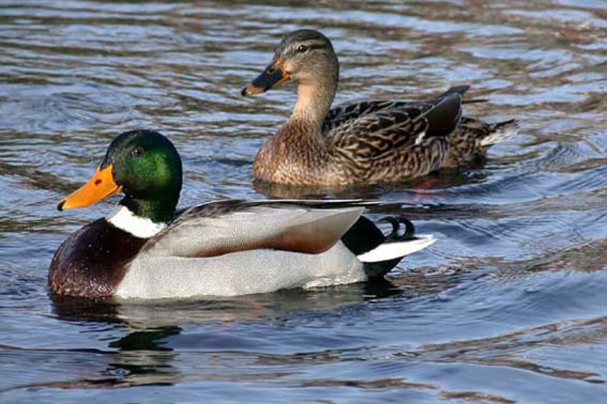 Кряква Перелетная птица