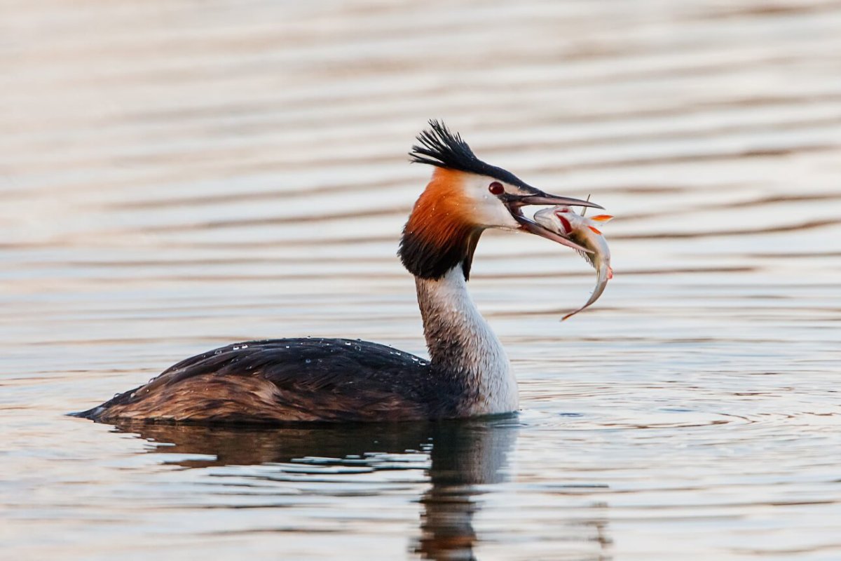 Нырок чомга