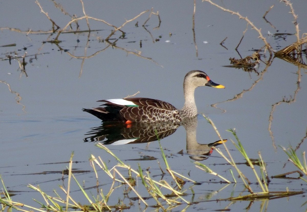 Пестроносая кряква