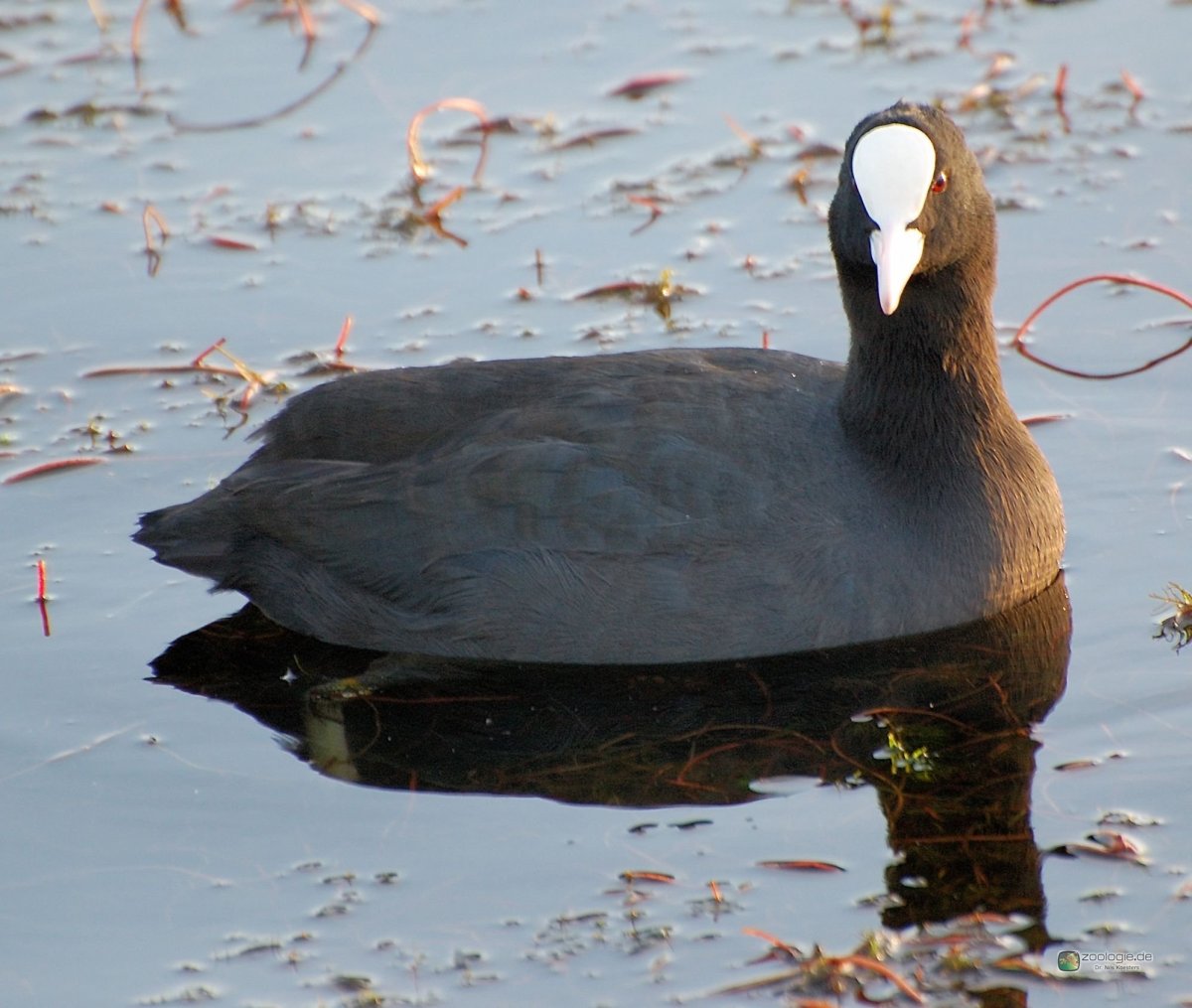 Болотная Курочка лысуха