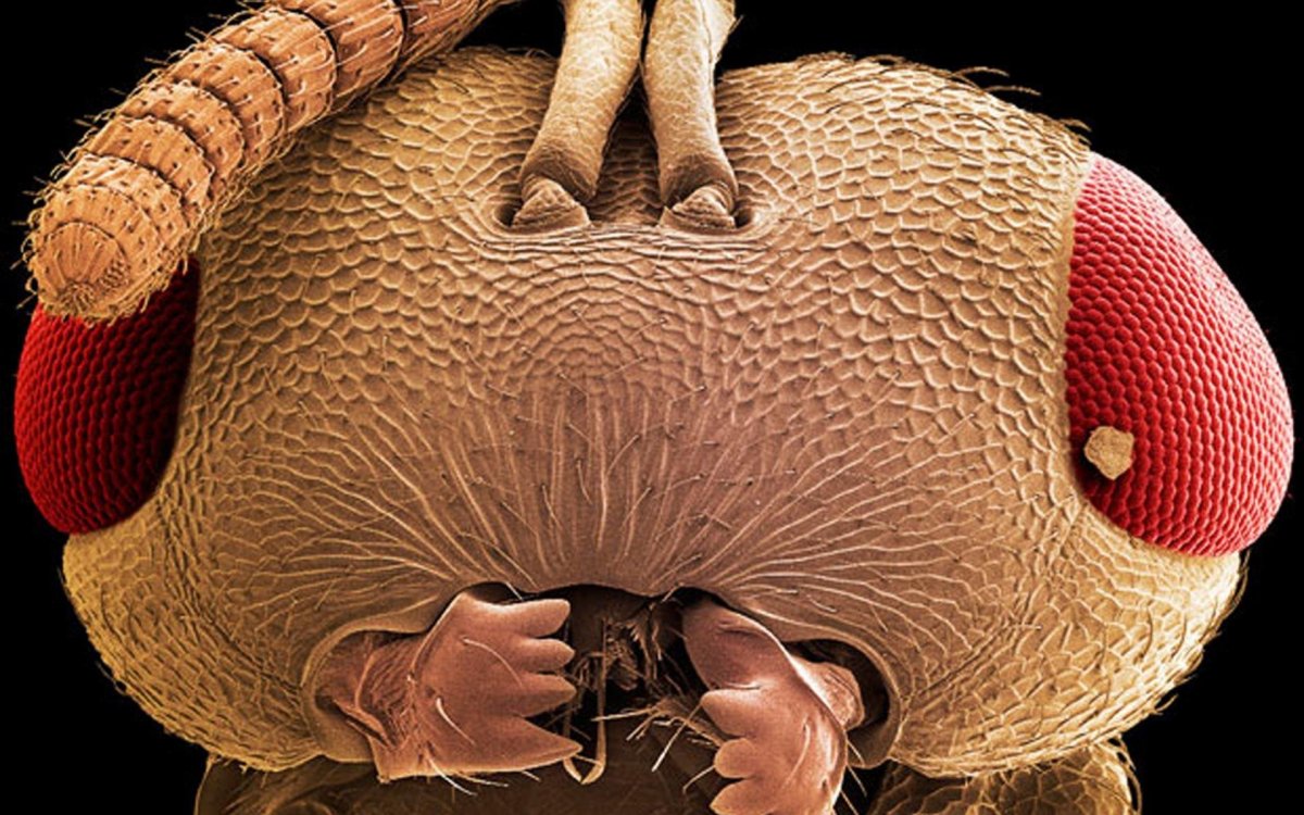 Усатая пчела