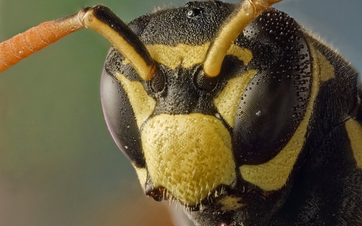 Глаза пчелы строение