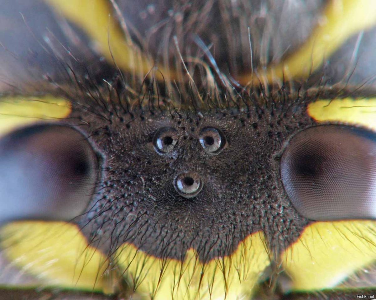 Глаза пчелы