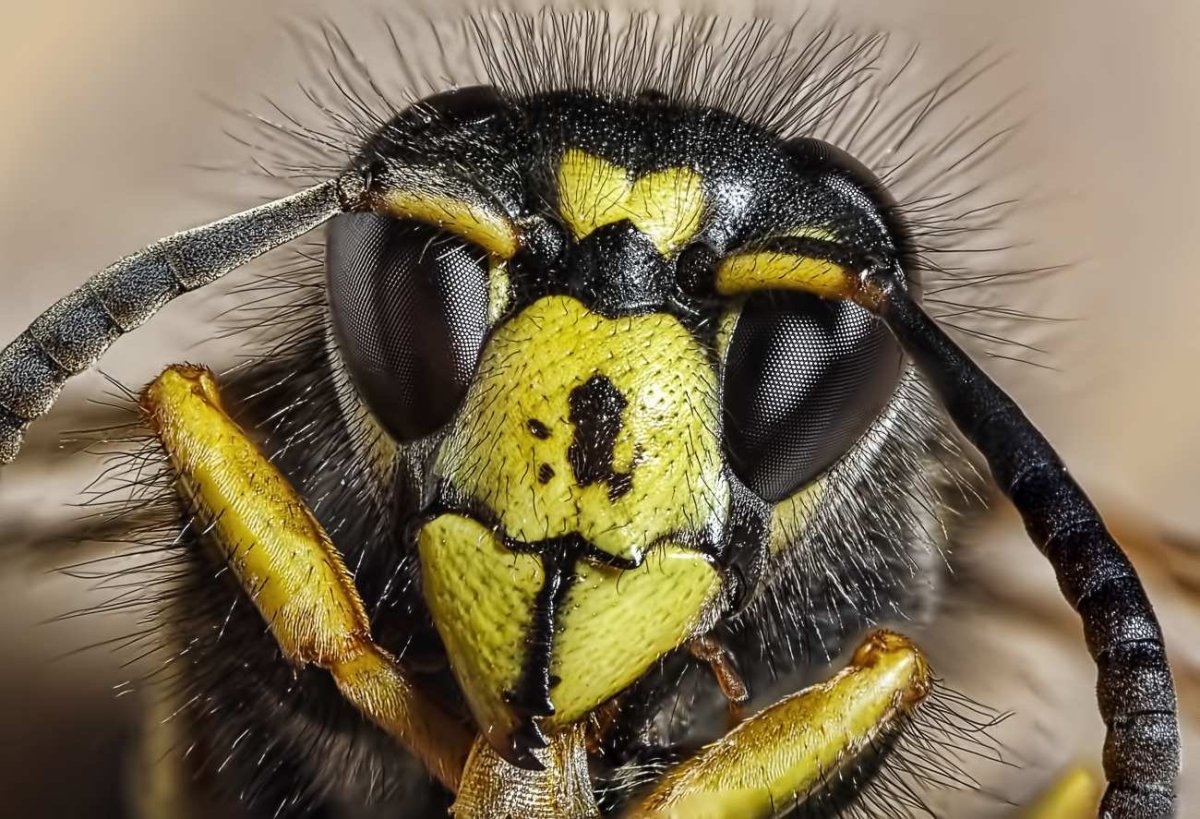 Миллион глаз насекомых