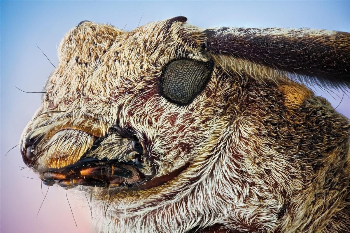 Оса на сером фоне Господи Оса