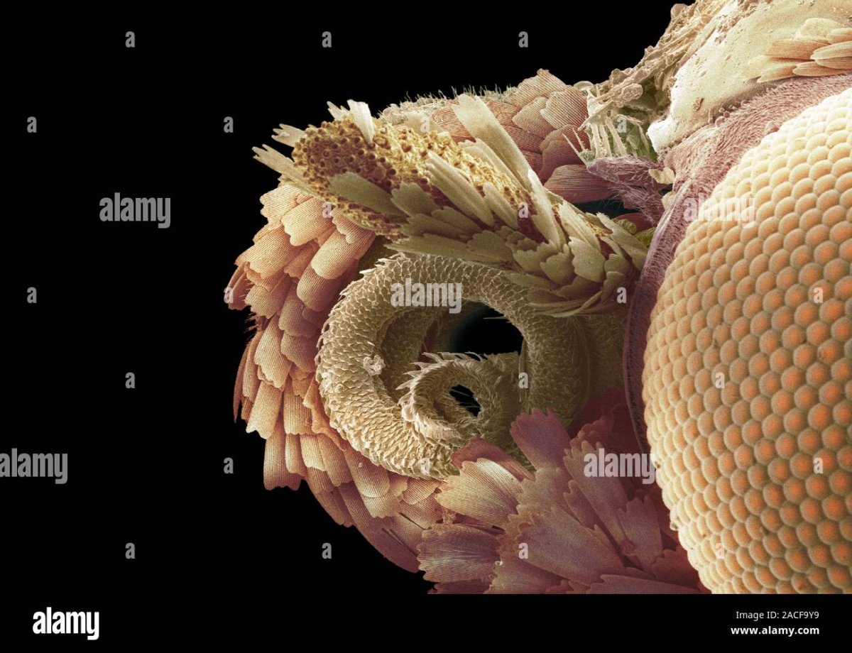 Пчелка макро