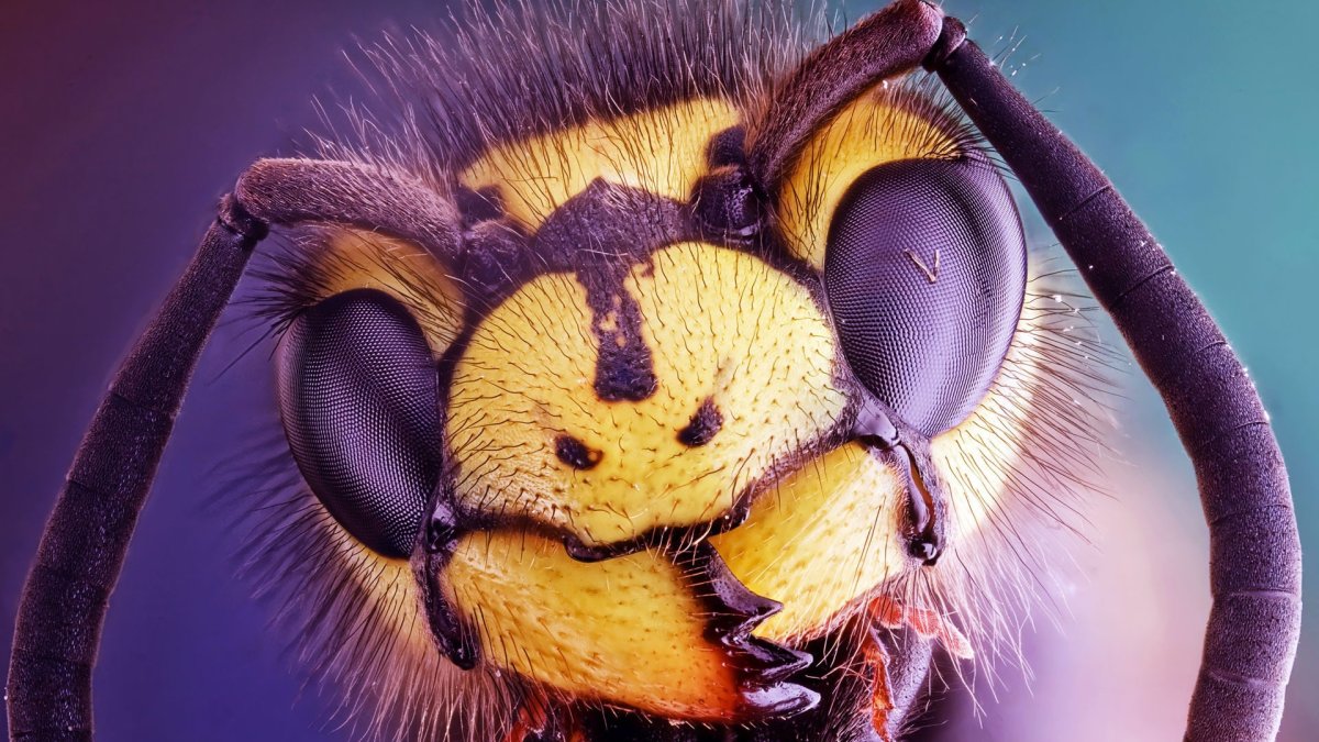 Пчела под микроскопом