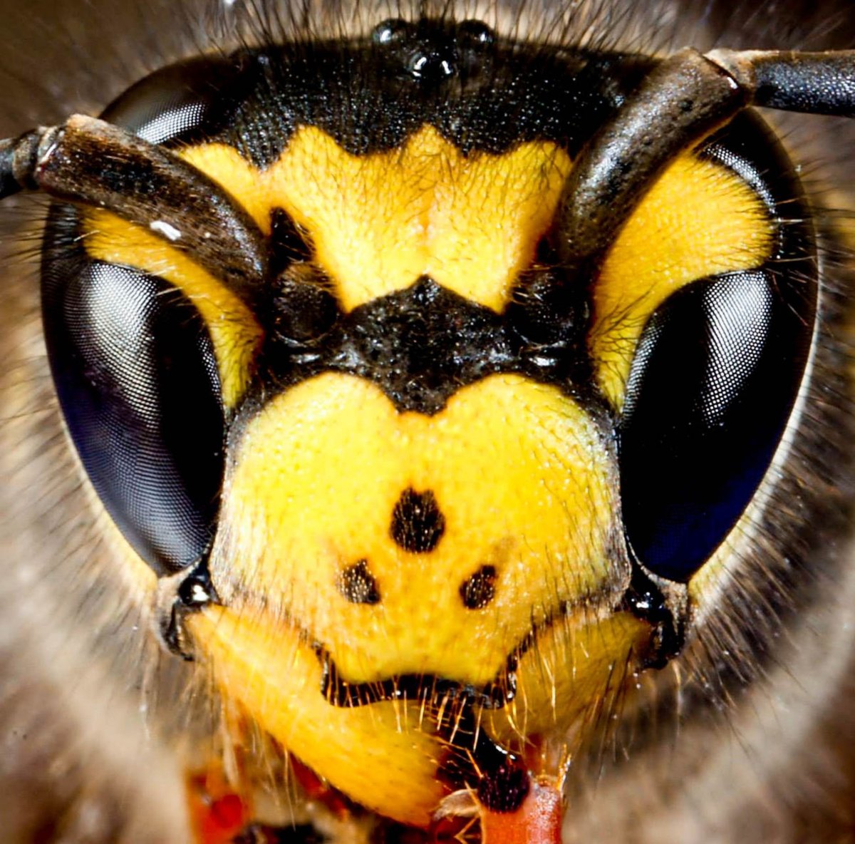 Муравьиный Шершень