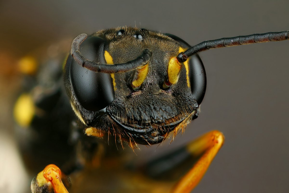 Пчела под микроскопом