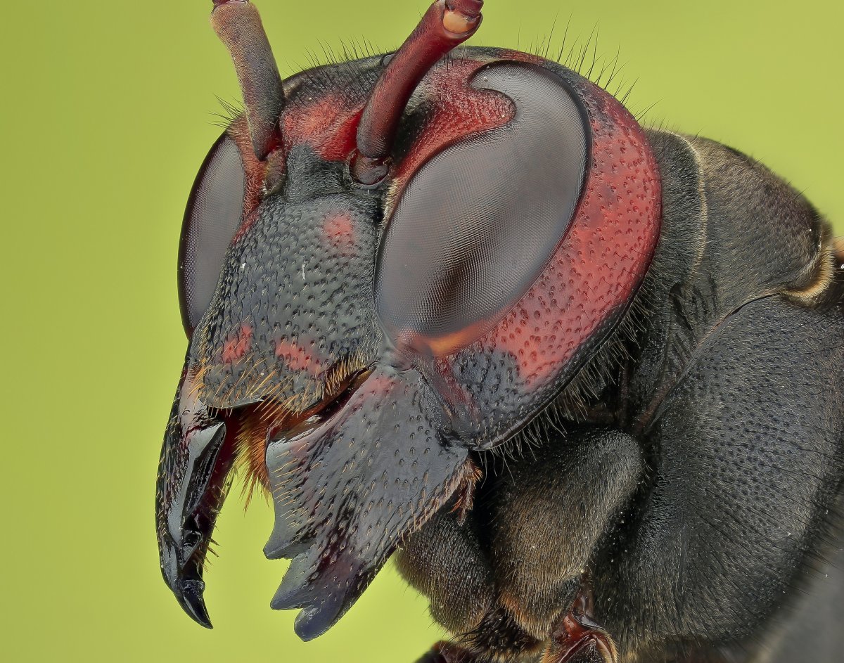 Голова пчелы