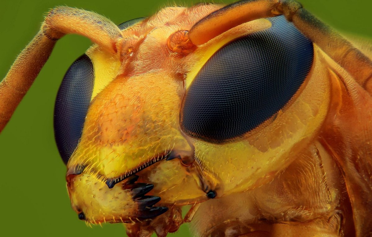 Муха ЦЕЦЕ глаза