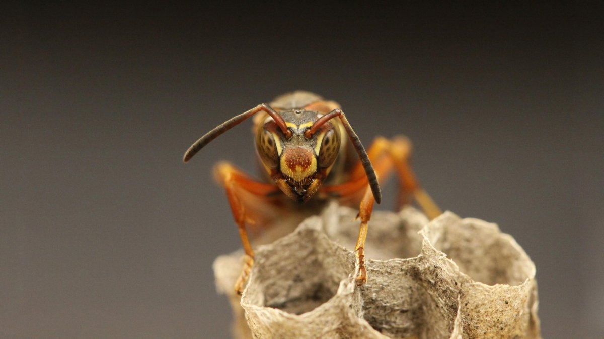 Фасеточные глаза у Жуков