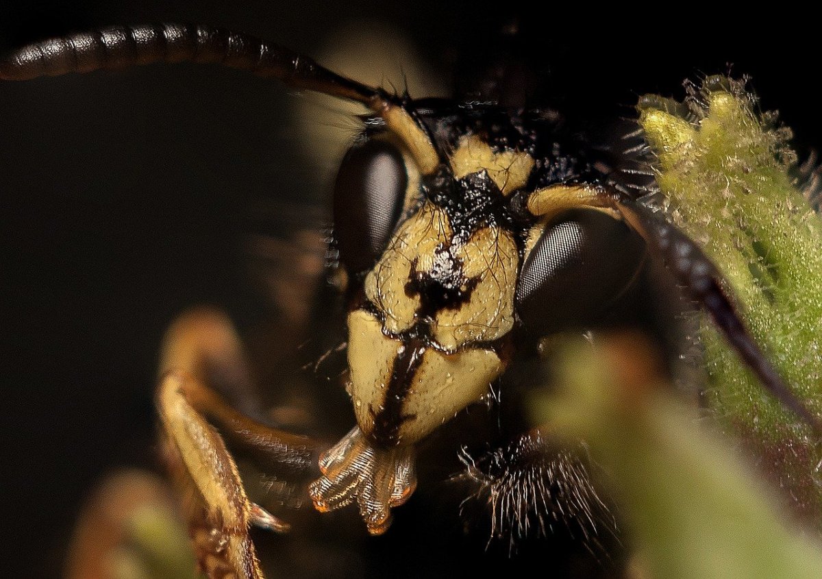 Жало пчелы под микроскопом