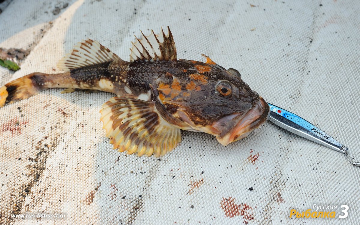 Морской Ерш скорпена Черноморский