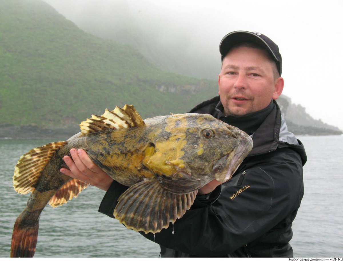 Черноморская скорпена-ёрш