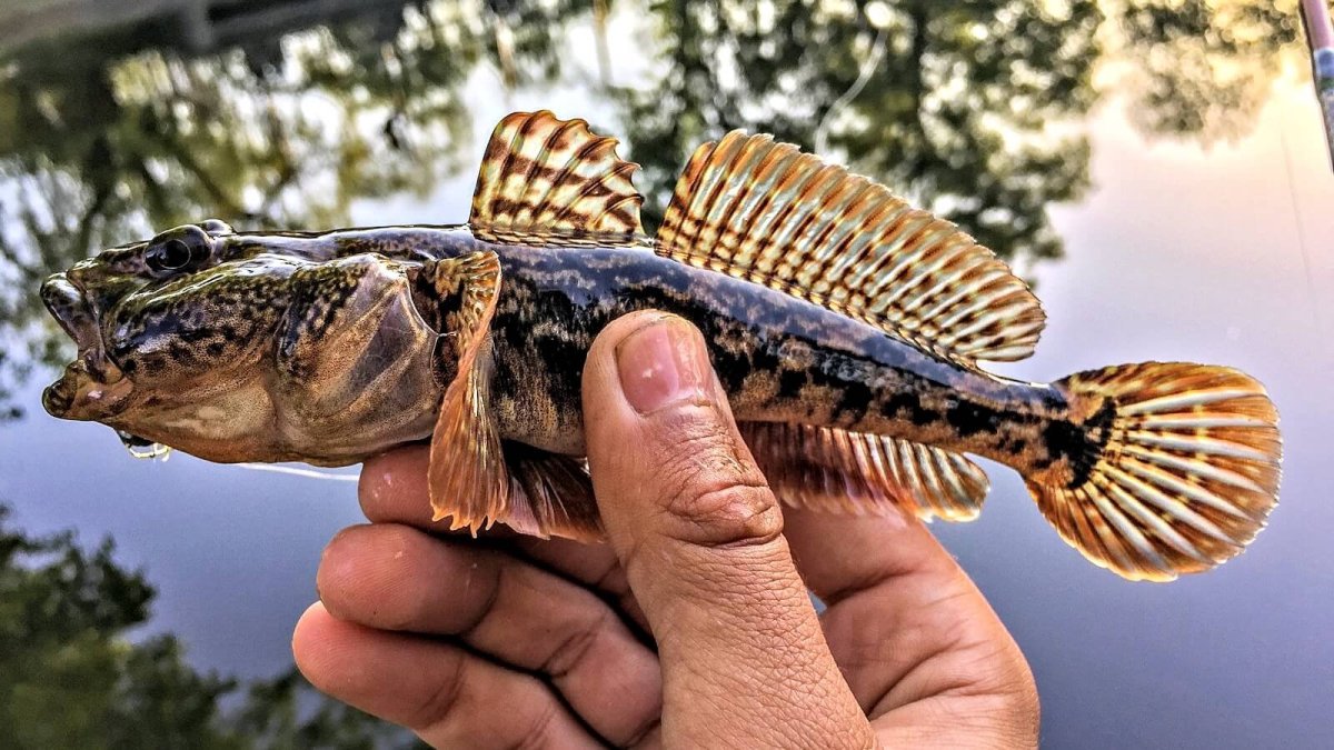 Морской Ерш скорпена Черноморский