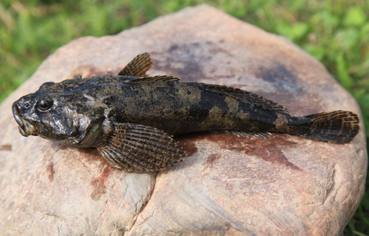 Ротан подкаменщик