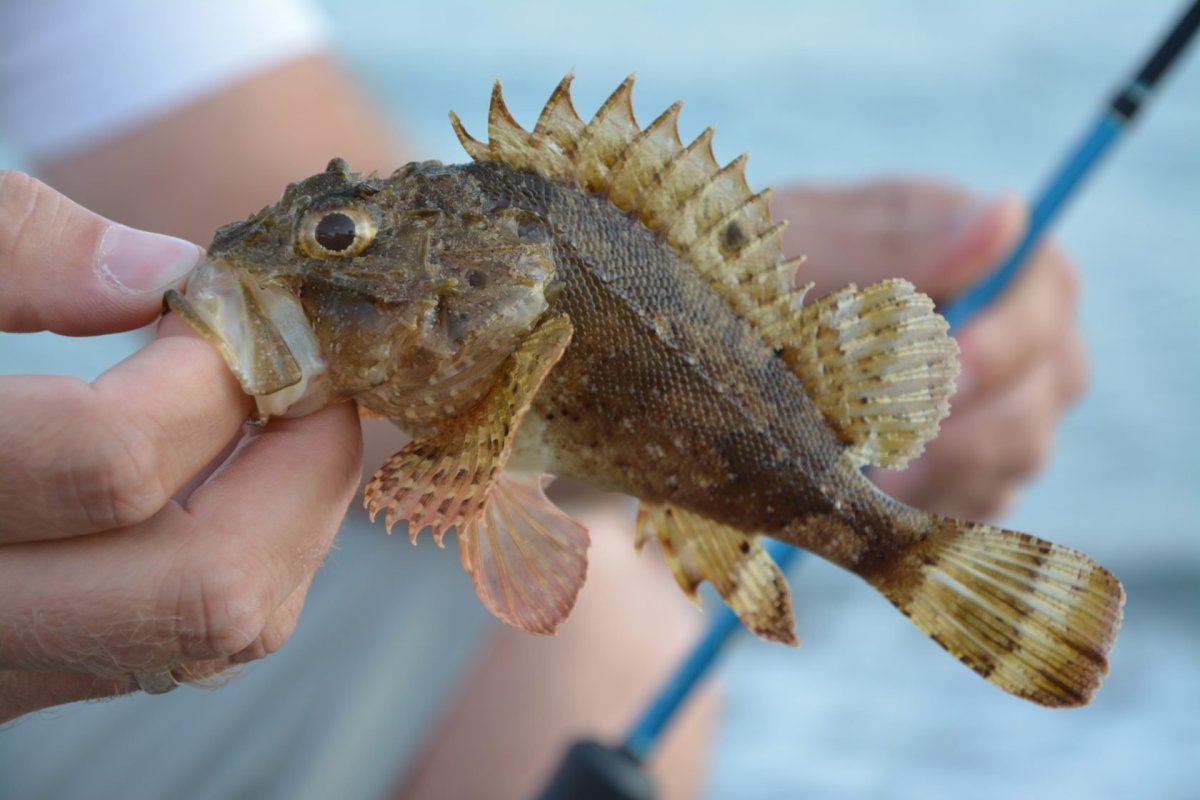 Бычок рыба морской Черноморский