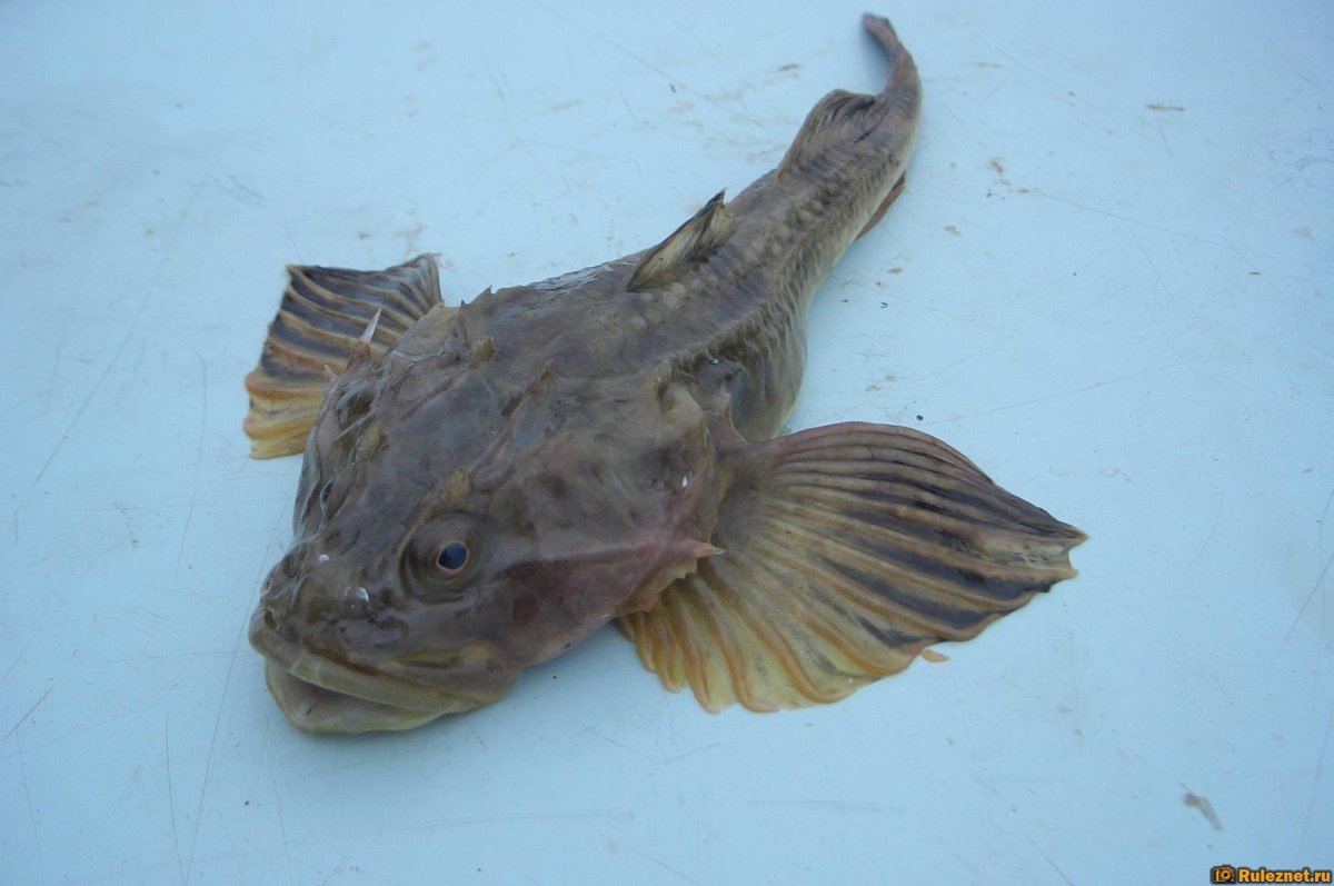 Myoxocephalus quadricornis