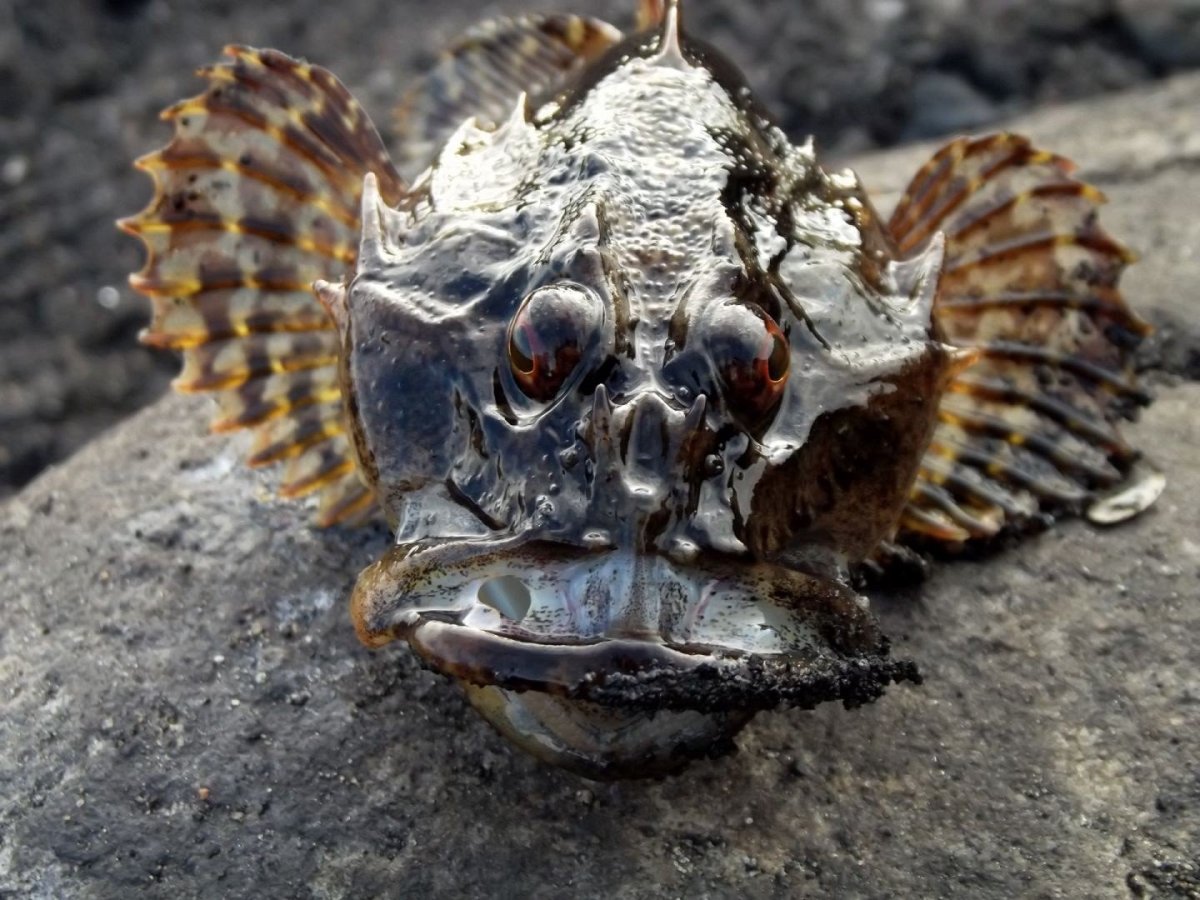 Бычок Дальневосточный