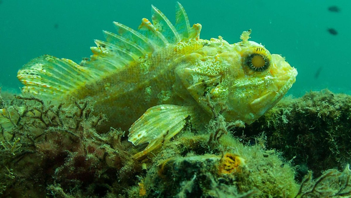 Рыба подкаменщик обыкновенный