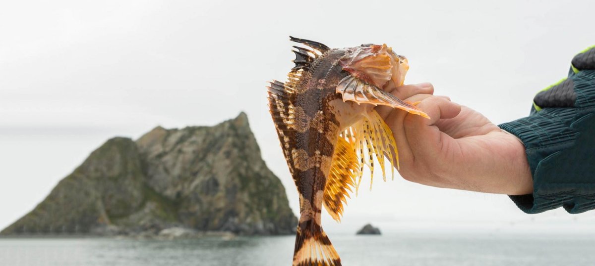 Рыба подкаменщик обыкновенный