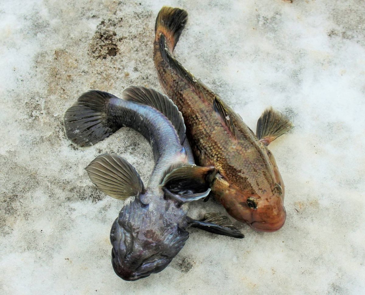 Морская собачка рыба