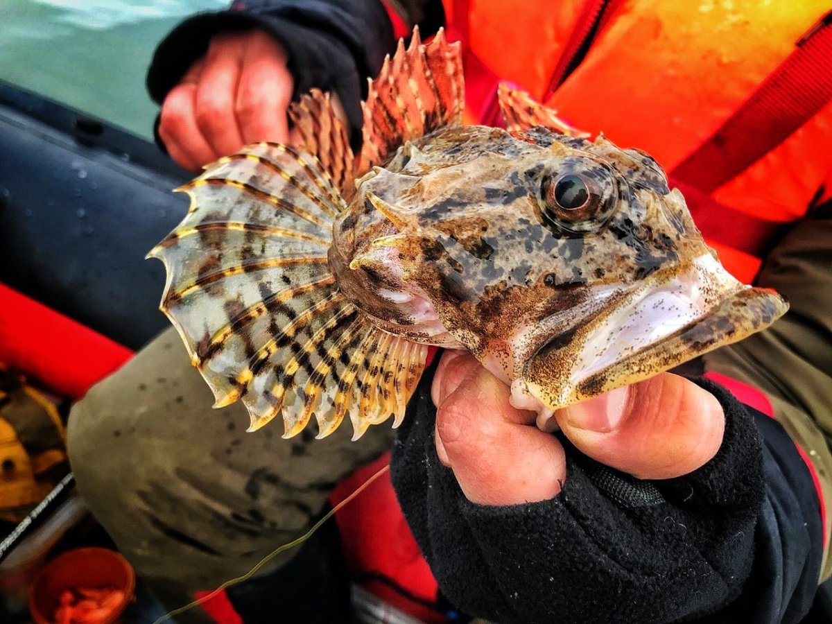 Морской Ерш скорпена