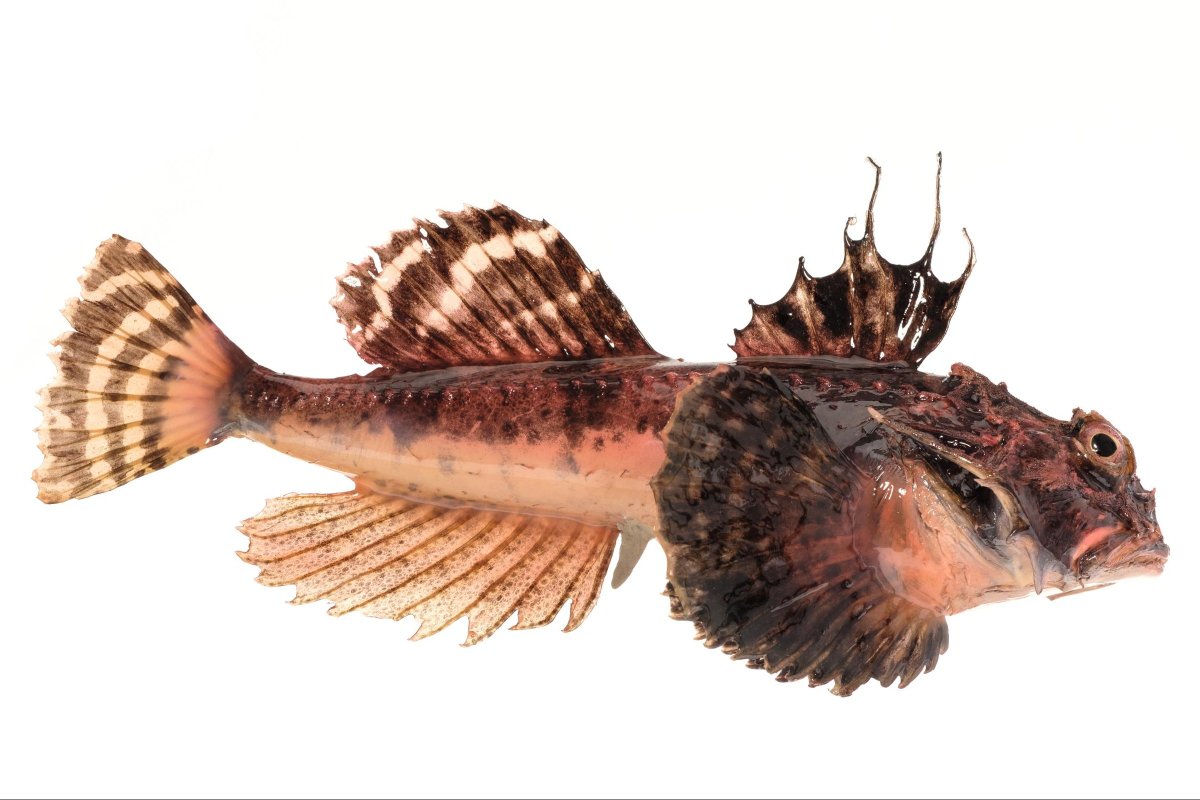 Бычок ротан