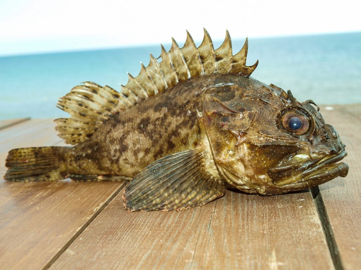 Черноморская скорпена-ёрш