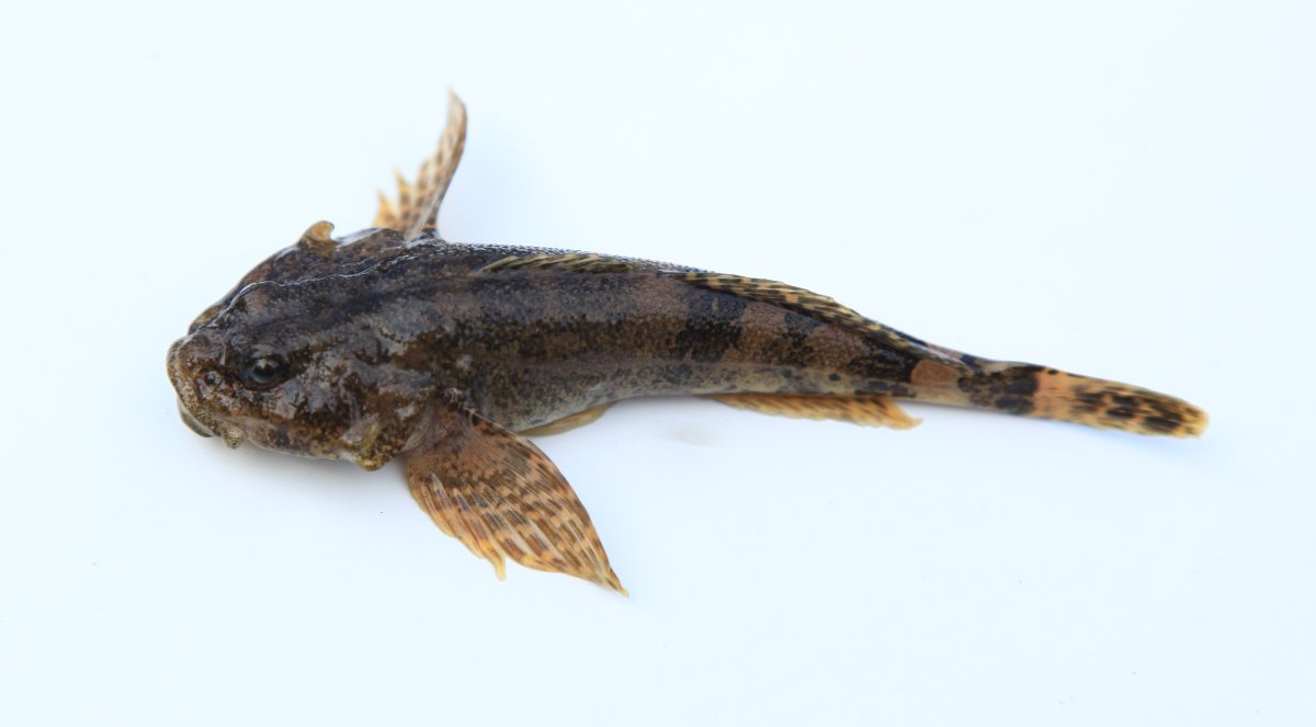 Ротан подкаменщик