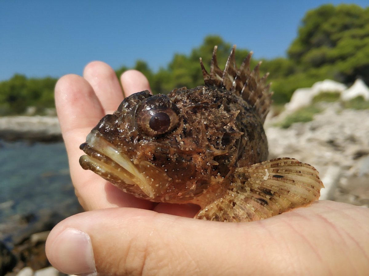 Ротан подкаменщик