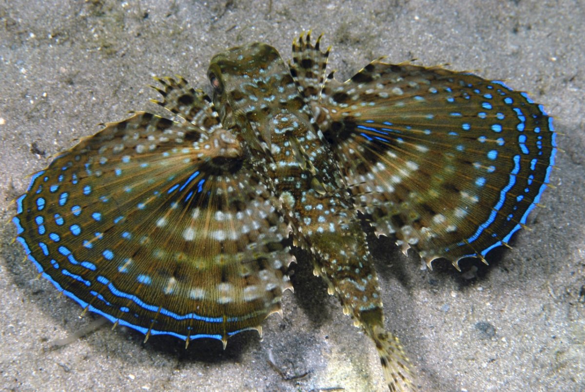 Бычок Балтийский