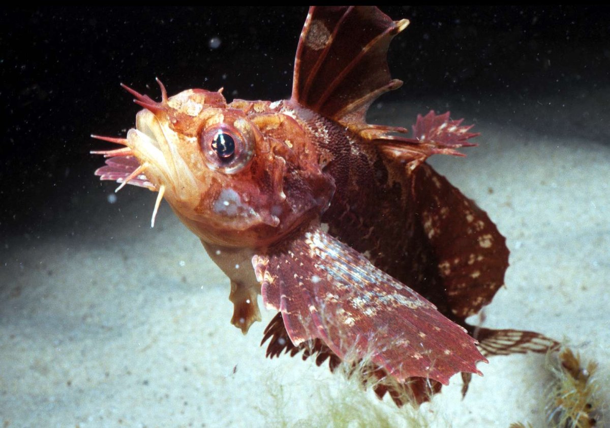 Бычок Черноморский мартовик