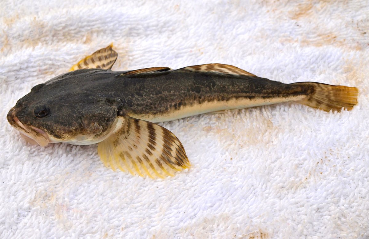 Морской дракончик рыба в черном море