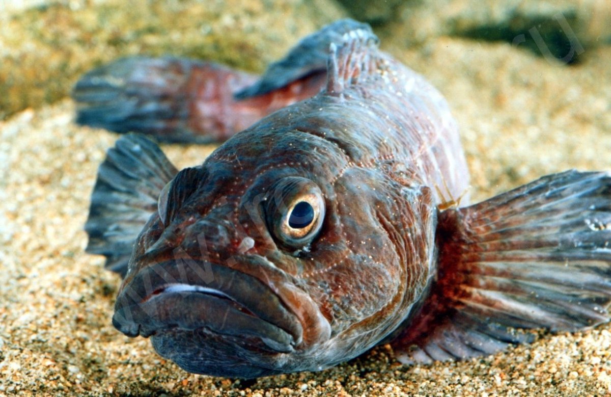 Обыкновенный подкаменщик (COTTUS gobio)