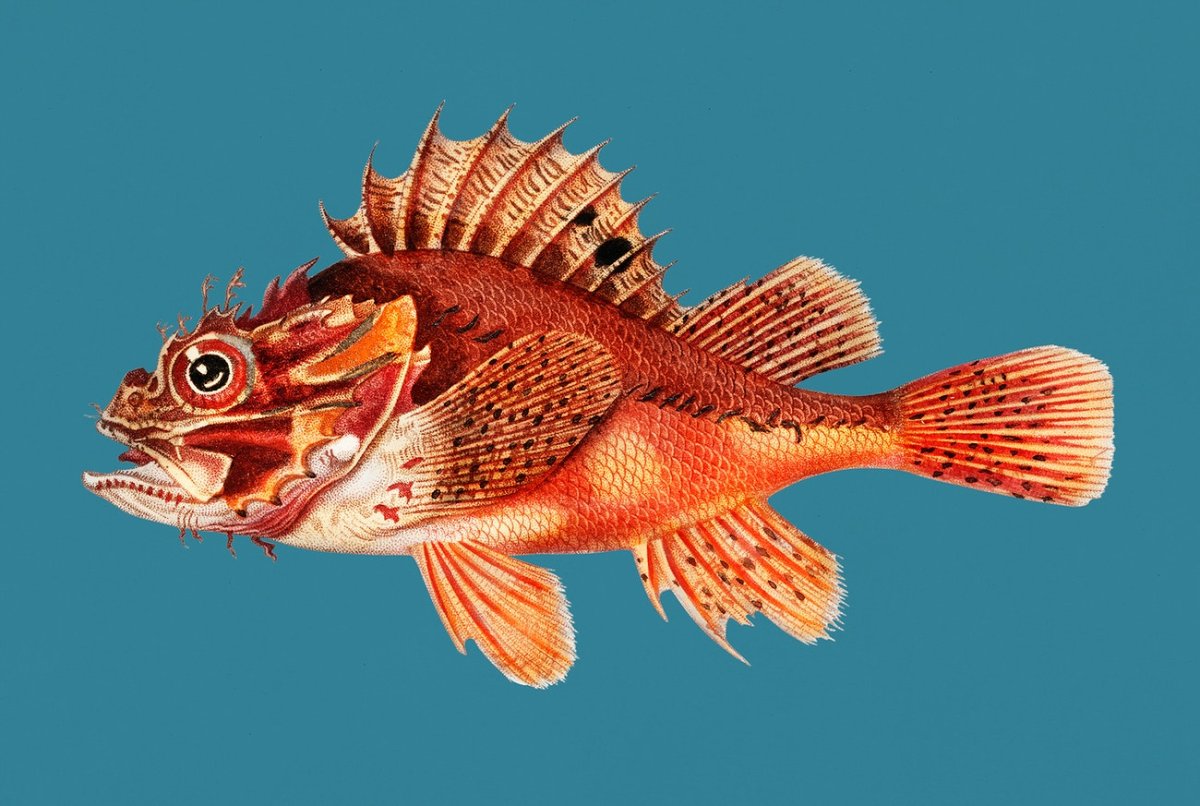 Кораллы Охотского моря