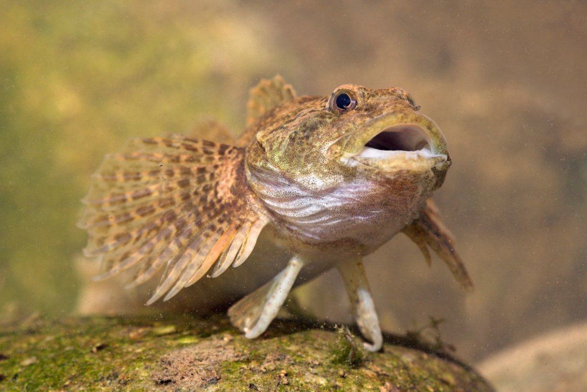 Львиная скорпена Ерш