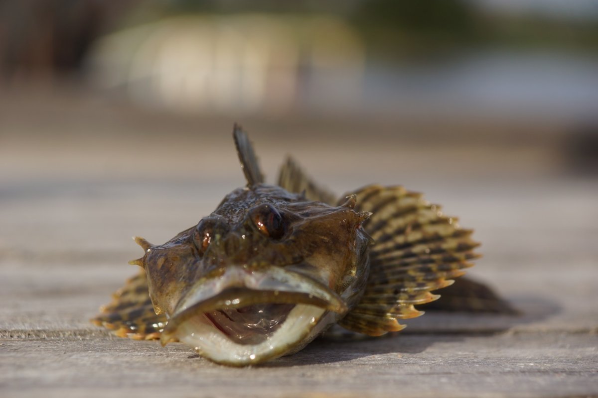 Бычок подкаменщик Черноморский