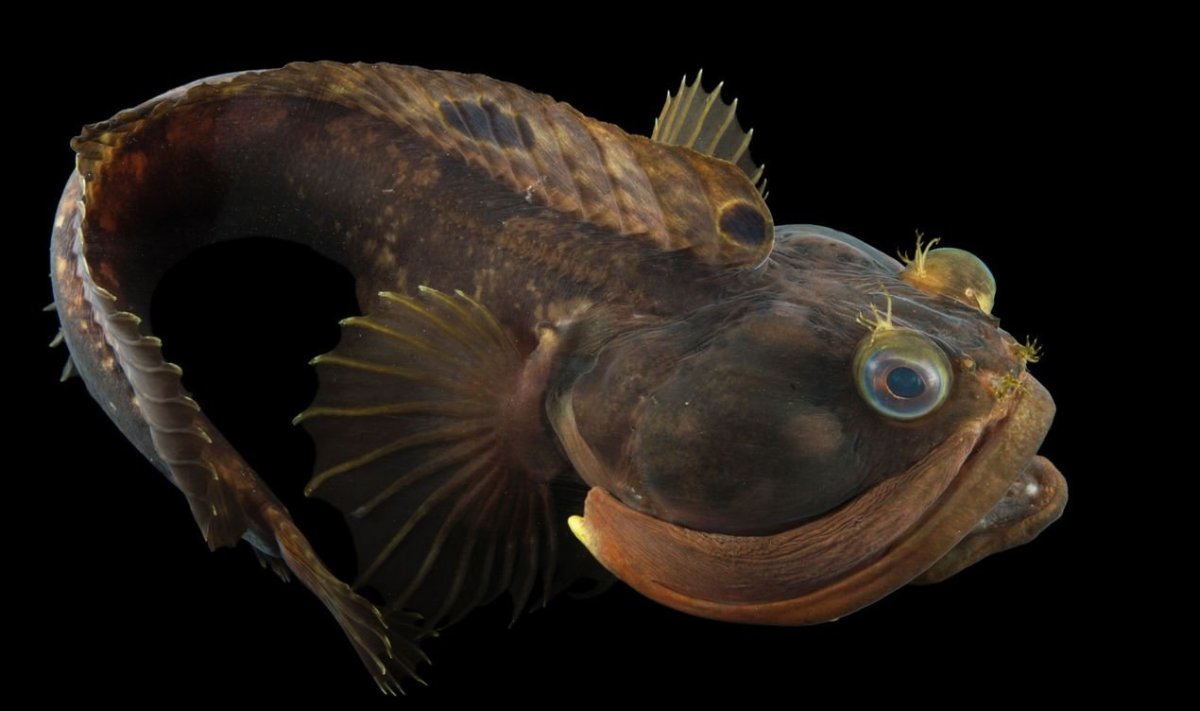 Бычок морской Баренцевое море рыба