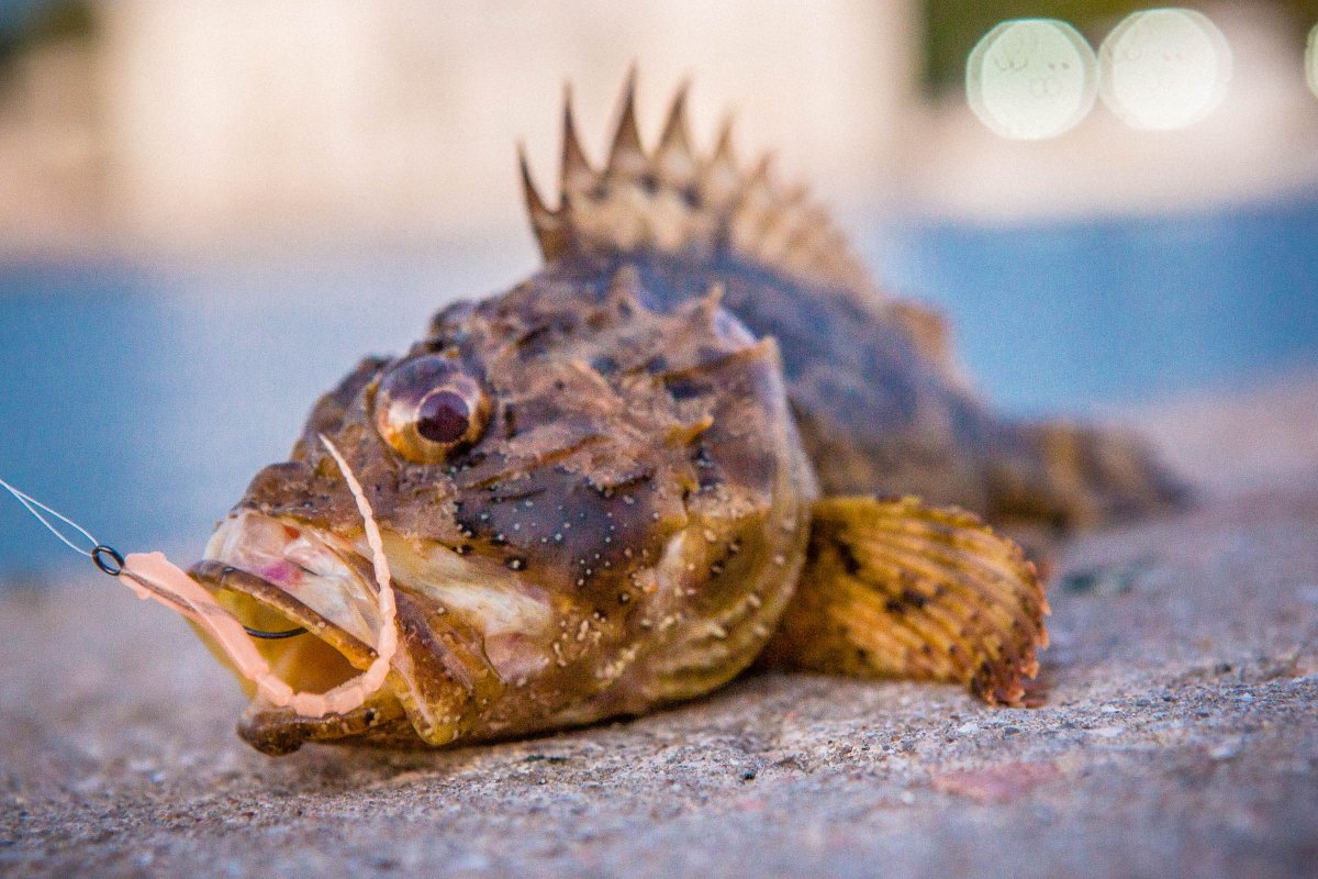 Бычок Беломорский