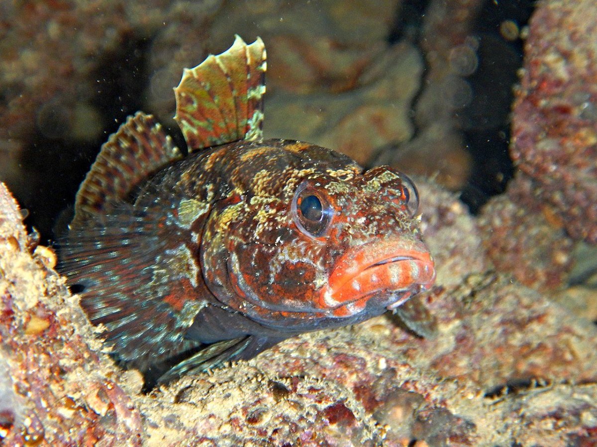 Рыба конёк Дальневосточный