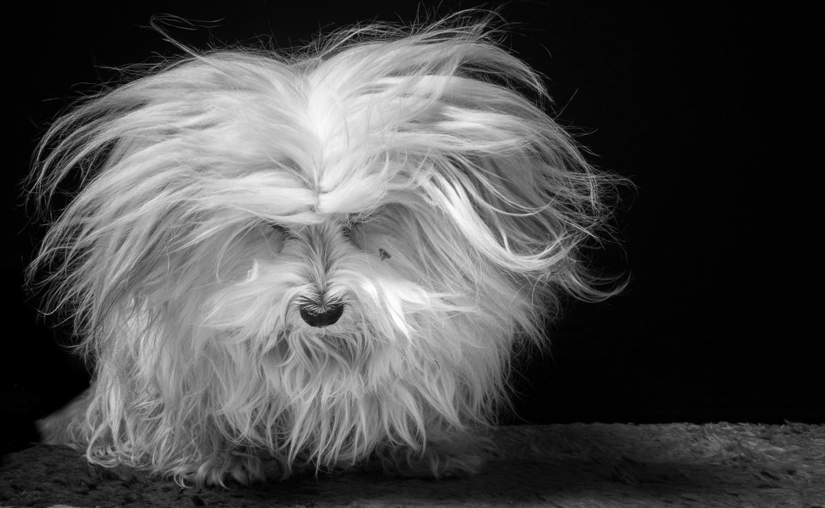 Вест хайленд Вайт терьер. Вестик