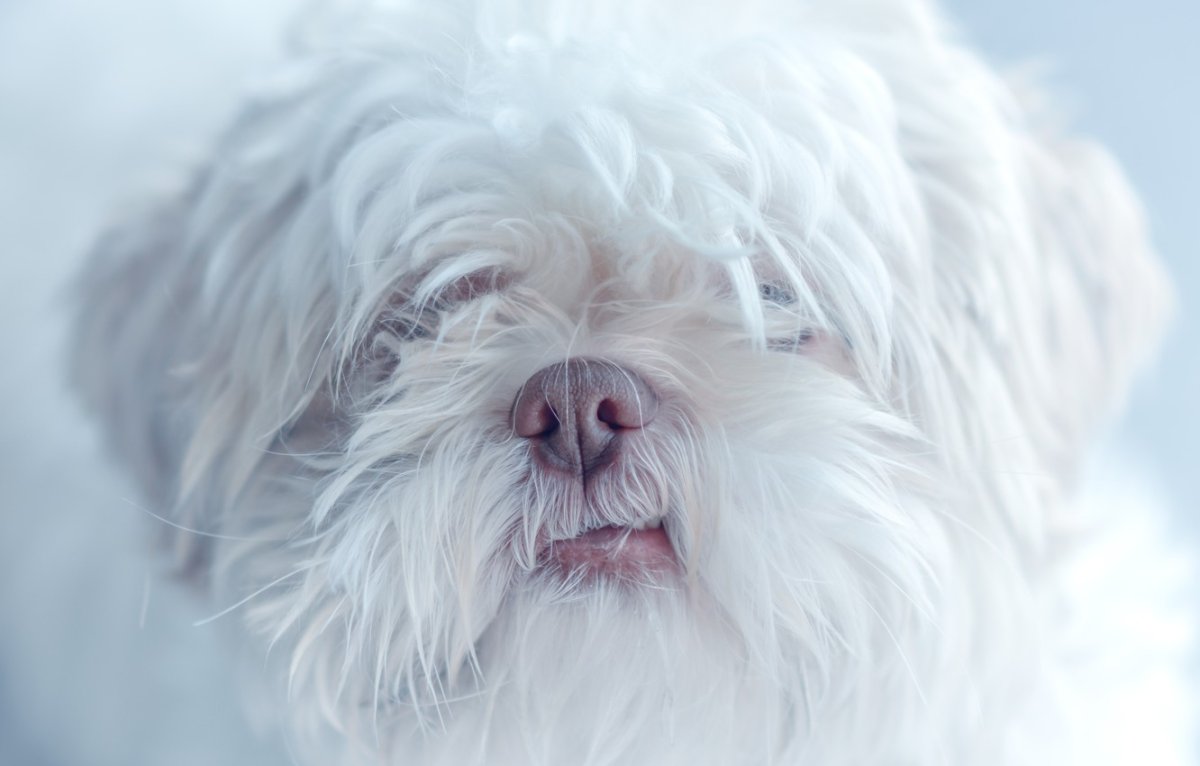 Лохматая собака с длинной шерстью