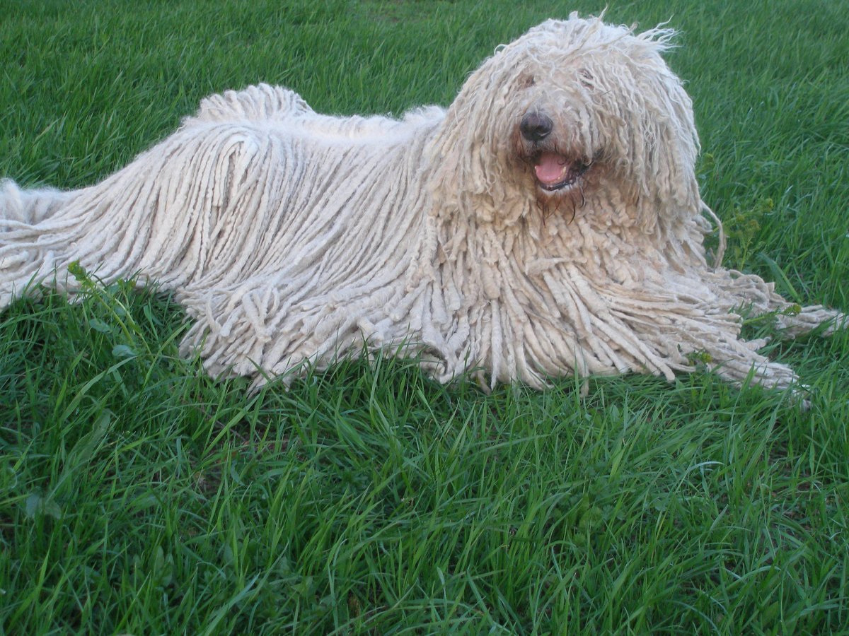 Скай терьер стандарт