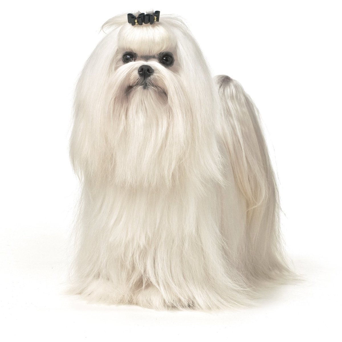 Собаки ёршинский терьер